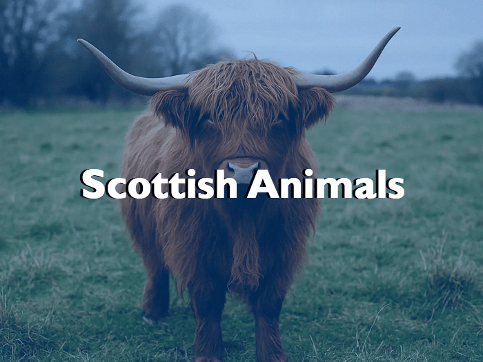Scottish Animals